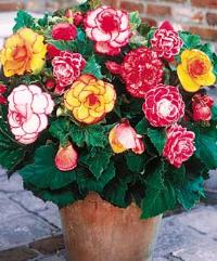 Begonia hybrid Picotee