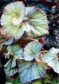 Begonia Comtesse Louise Erdoedi