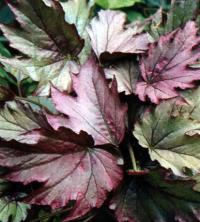 Begonia diadema Lind Kupferkonigin