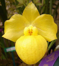 Paphiopedilum armeniacum