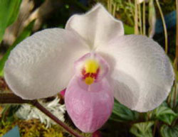 Paphiopedilum delenatii