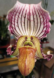 Paphiopedilum fairrianum