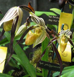 Paphiopedilum philippinense