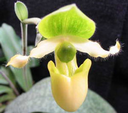 Paphiopedilum primulinum