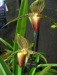 Paphiopedilum rothschildianum