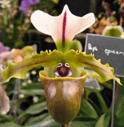 Paphiopedilum  spicerianum