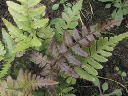   (Dryopteris erythrosora)