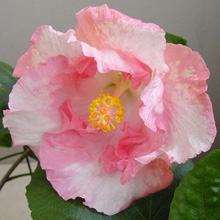  'Erika Nicole'