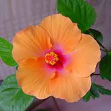  'Orange Lagos'