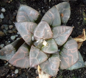 Haworthia bayeri