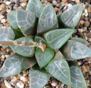 Haworthia bayeri ex CG