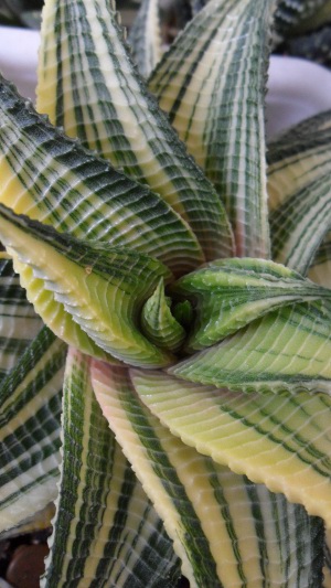 Haworthia limifolia variegated