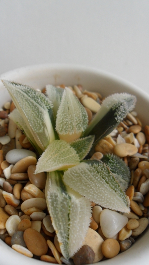 Haworthia pygmaea cv Pink Beauty variegated