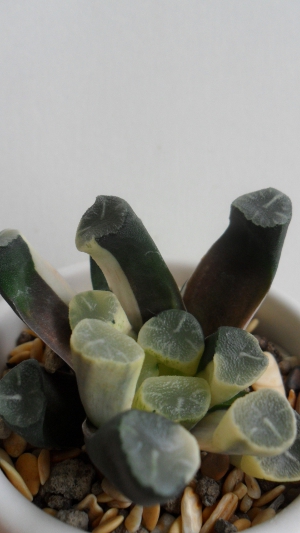 Haworthia truncata var maughanii variegated