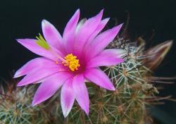 Mammillaria occidentalis