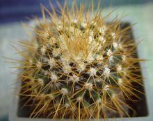 Mammillaria nivosa