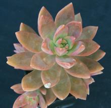 Sedum "Pats Pink"