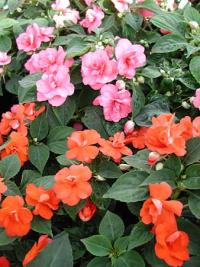 impatiens