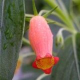 Gloxinia nematanthodes